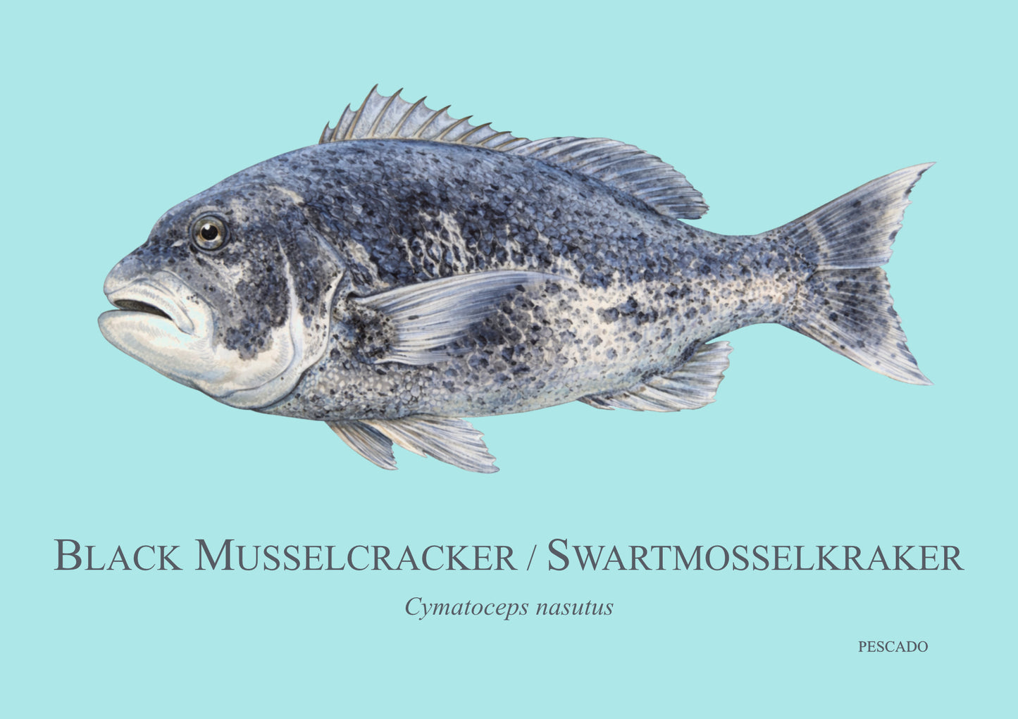 Black Musselcracker