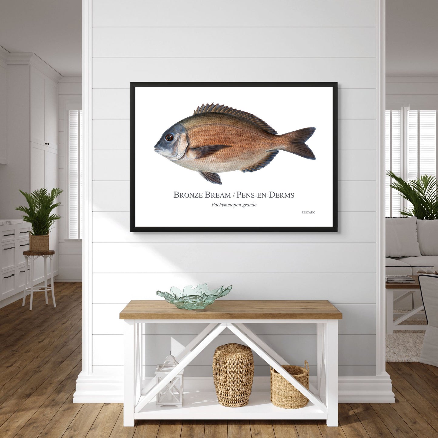 Bronze Bream