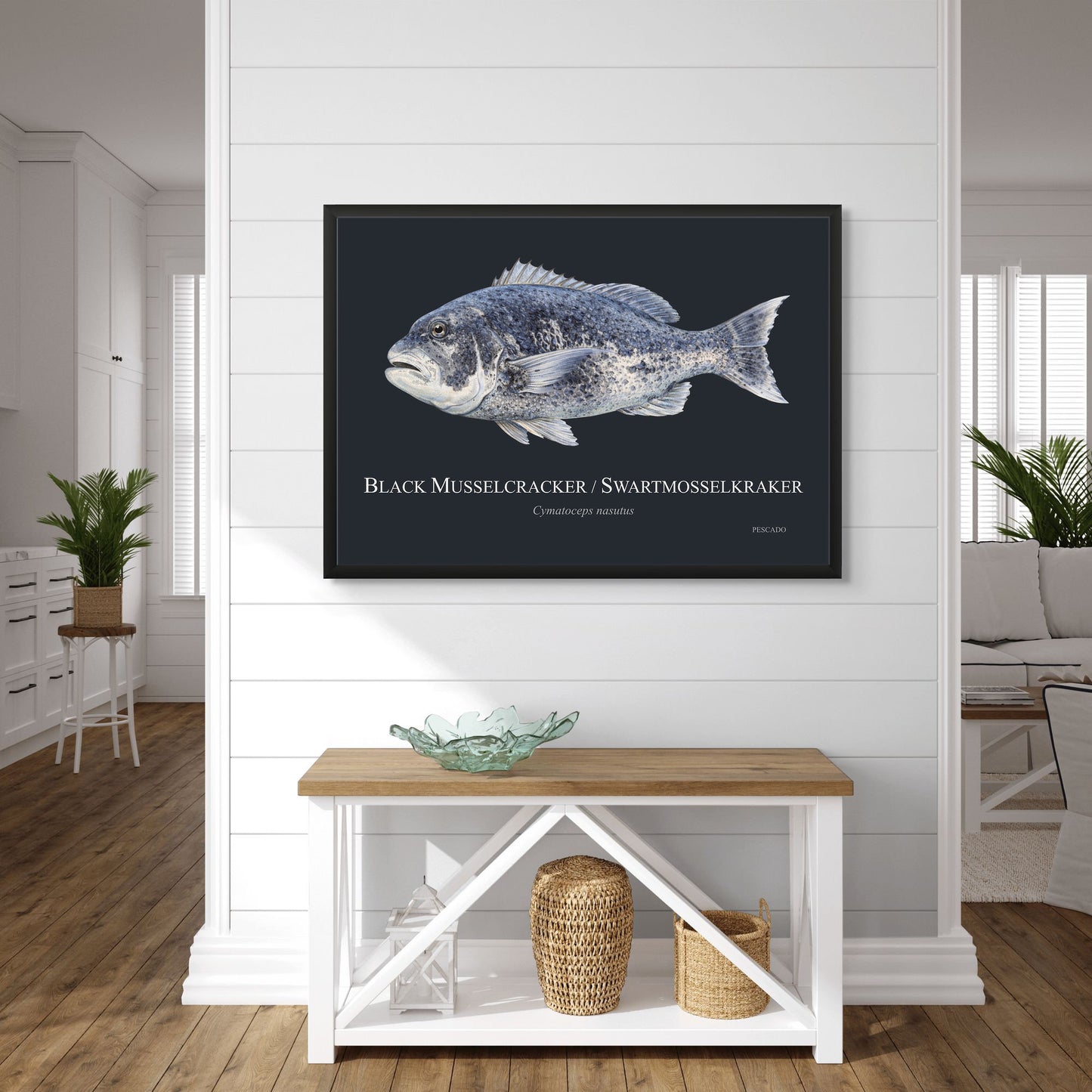 Black Musselcracker