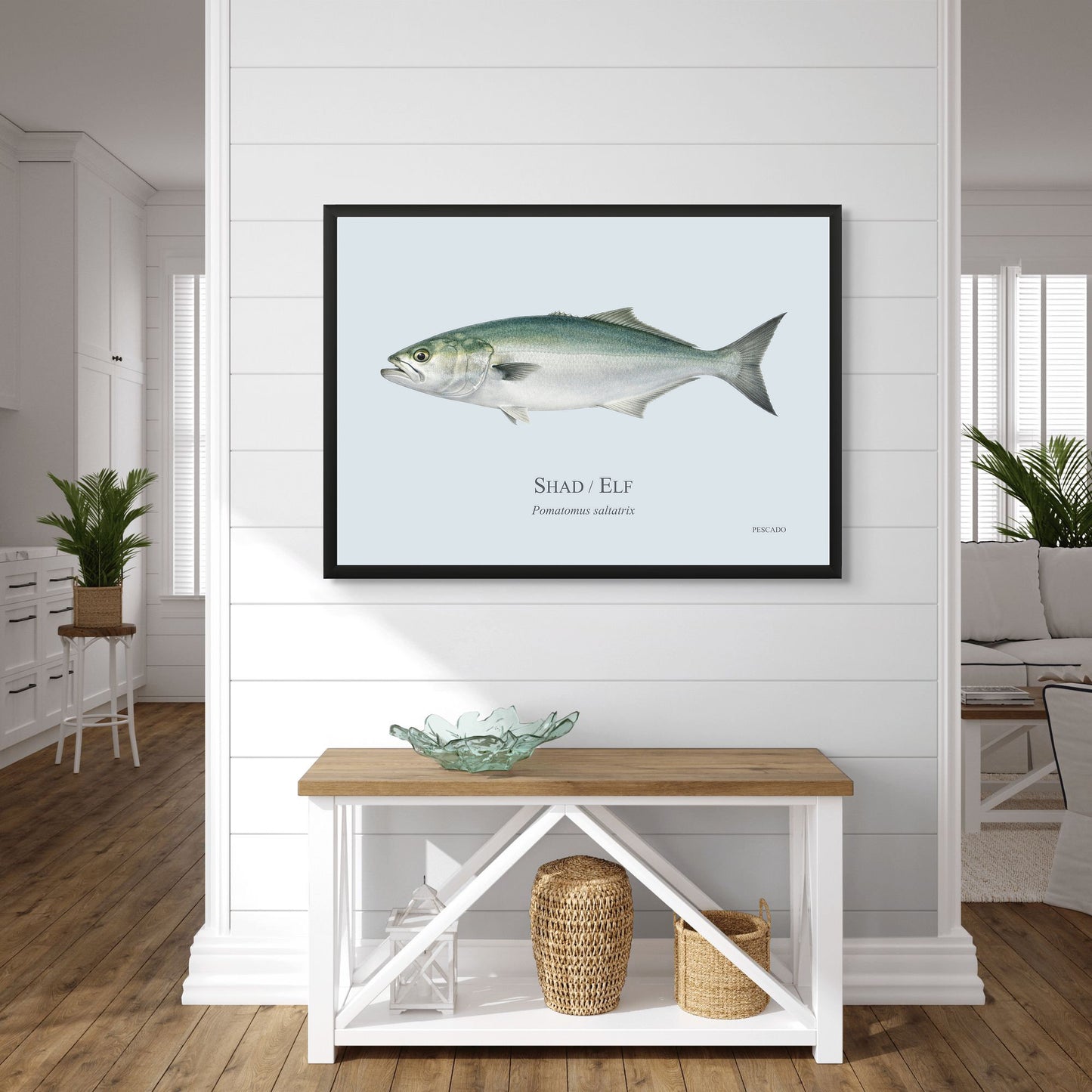 Shad