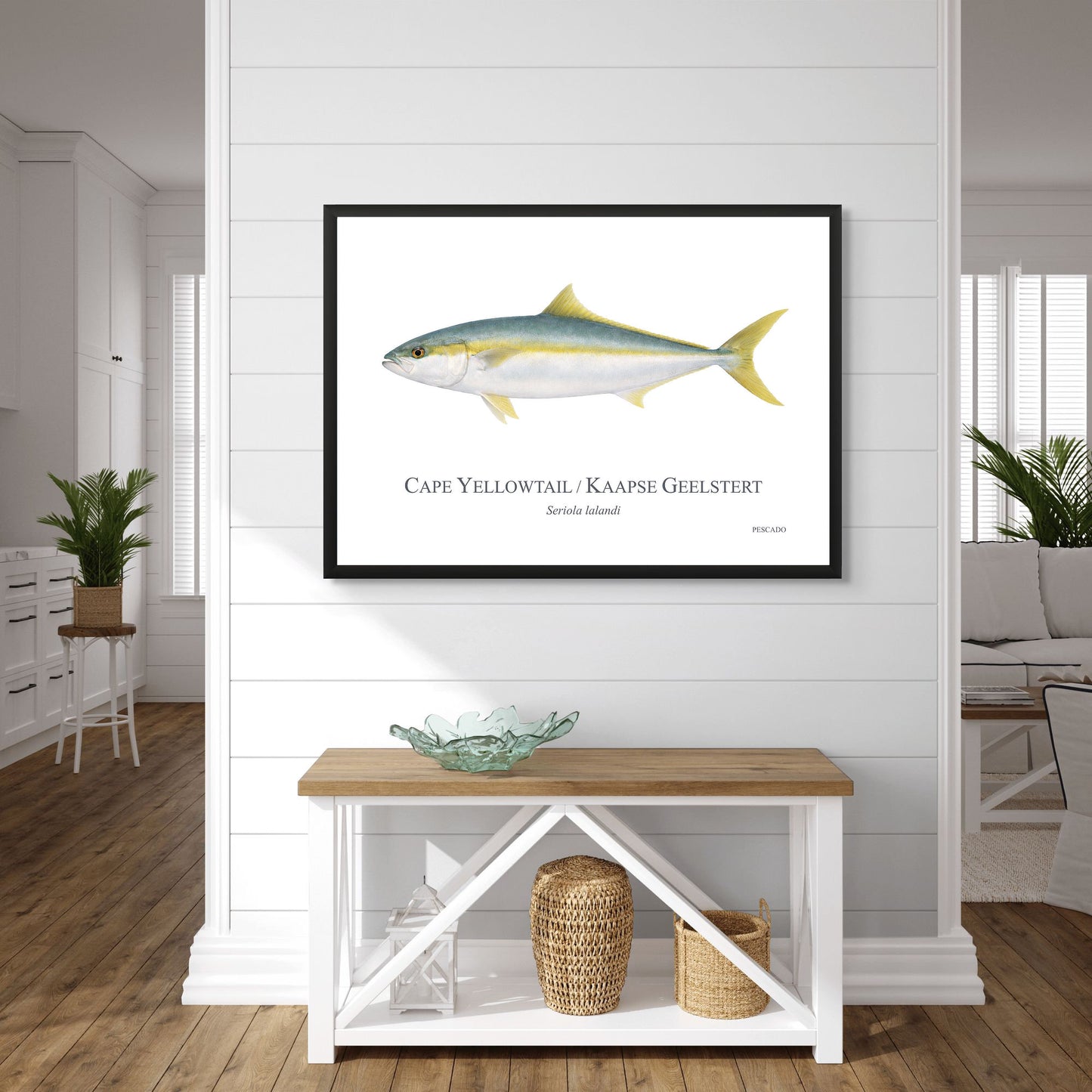 Cape Yellowtail