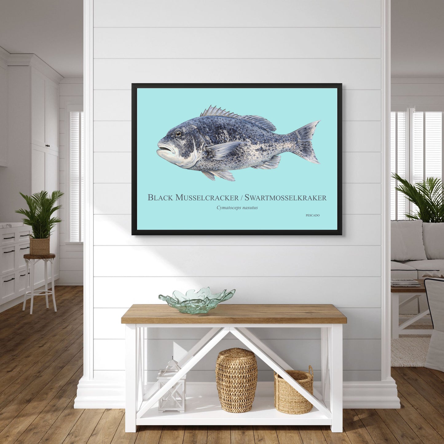 Black Musselcracker