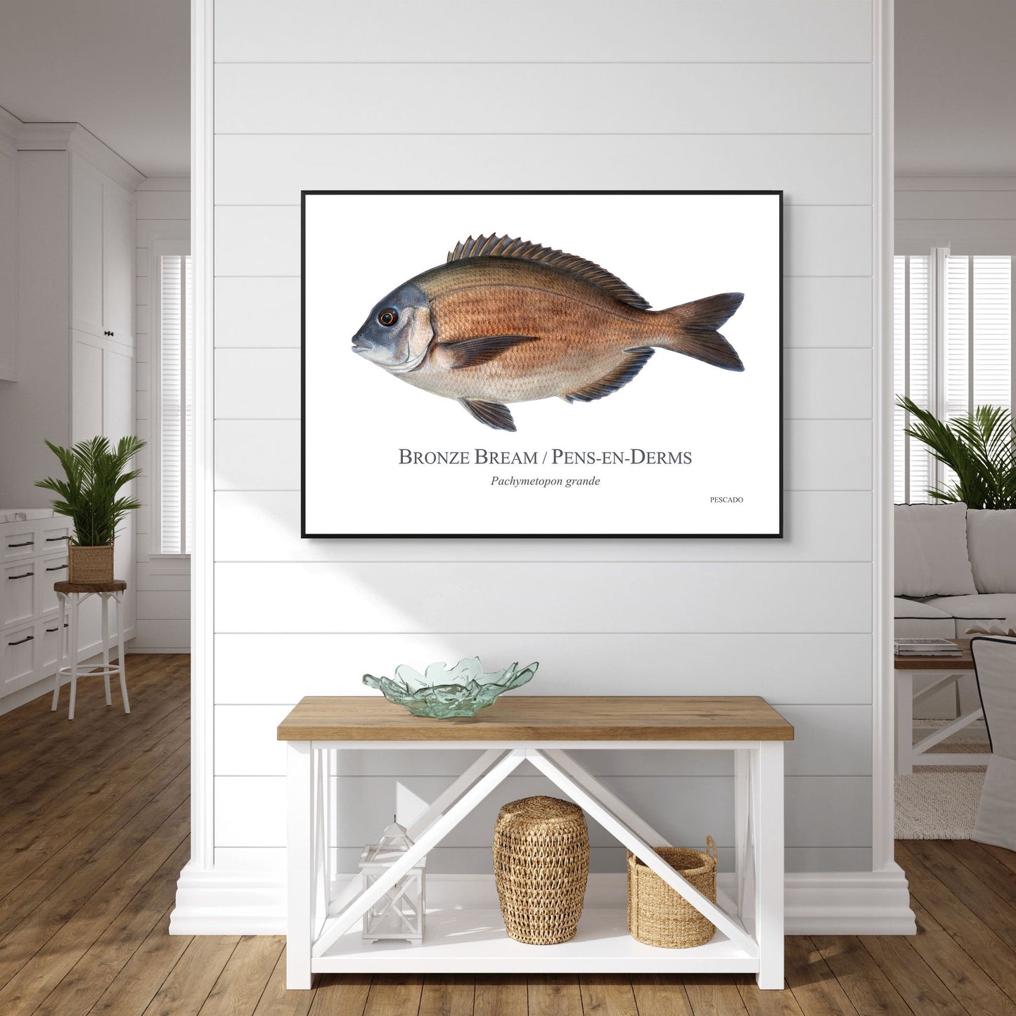 Bronze Bream