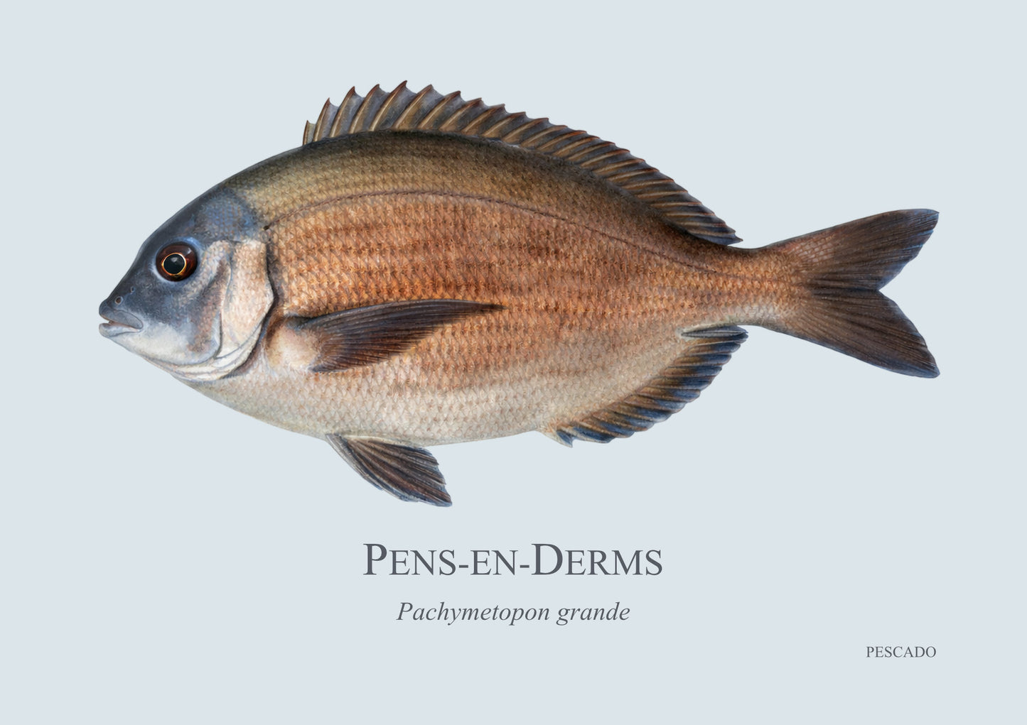 Bronze Bream