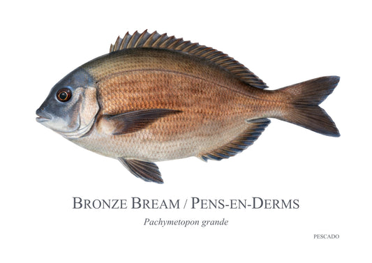 Bronze Bream
