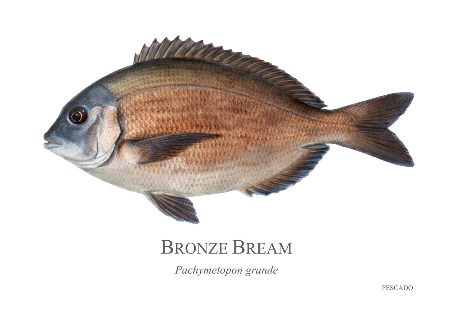 Bronze Bream