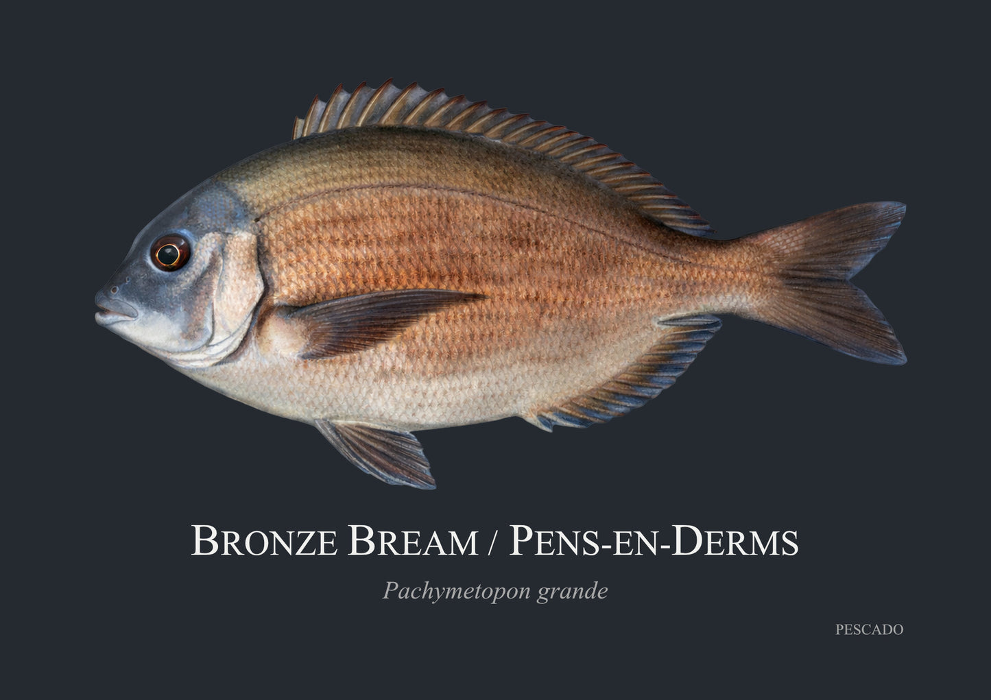 Bronze Bream
