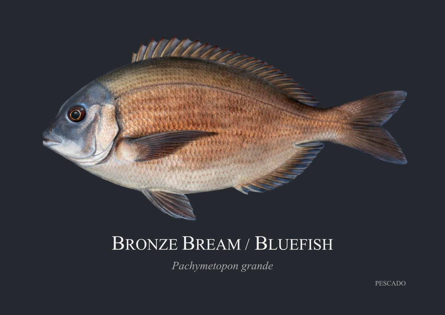 Bronze Bream