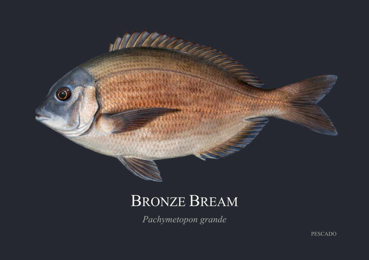 Bronze Bream
