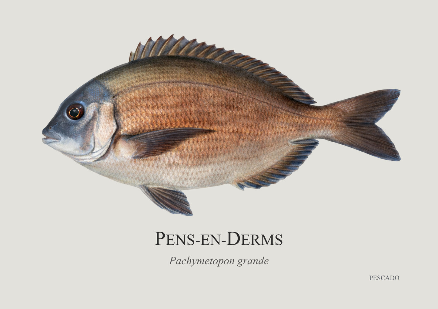 Bronze Bream