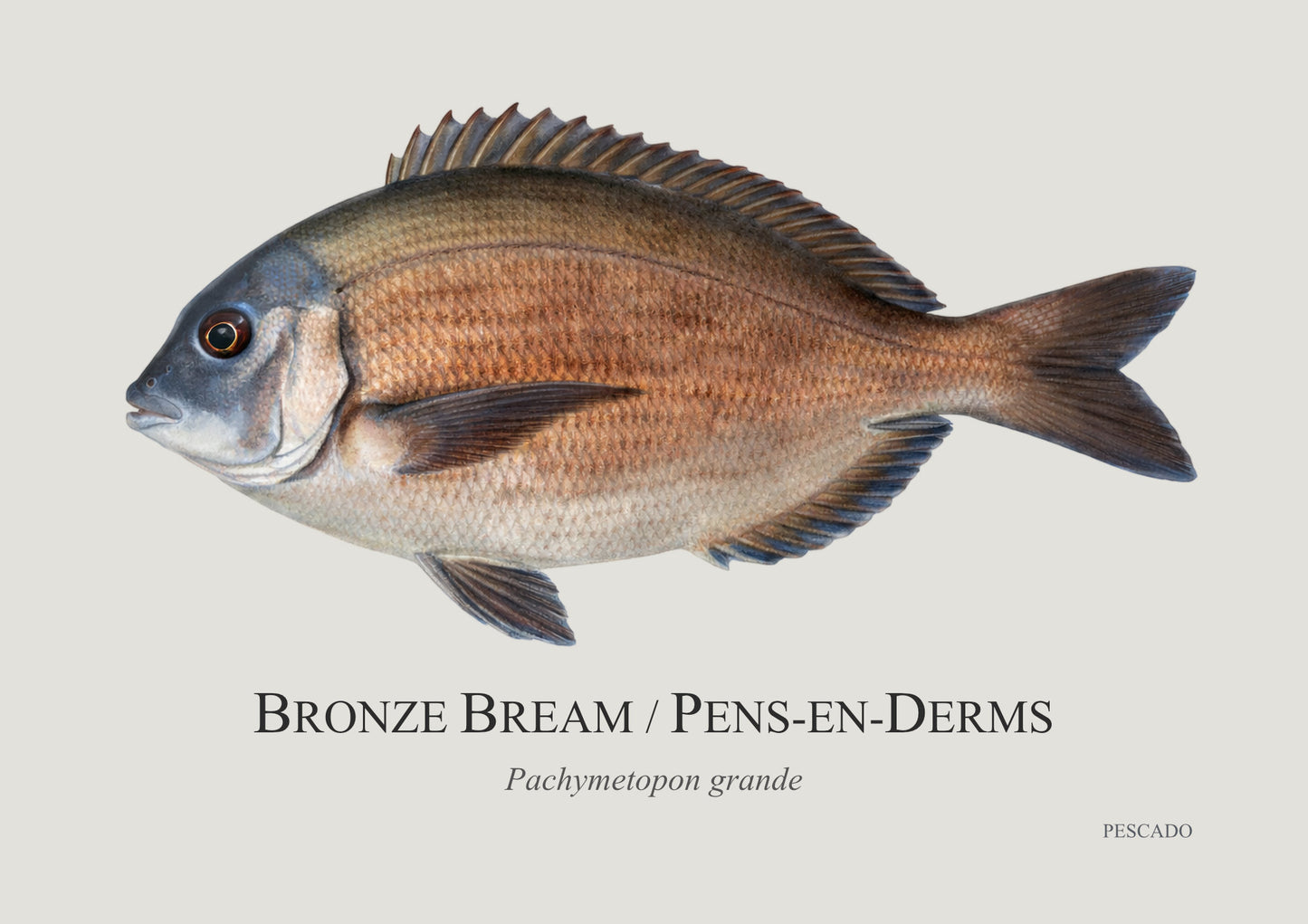 Bronze Bream