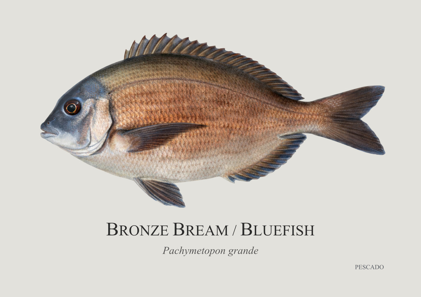 Bronze Bream