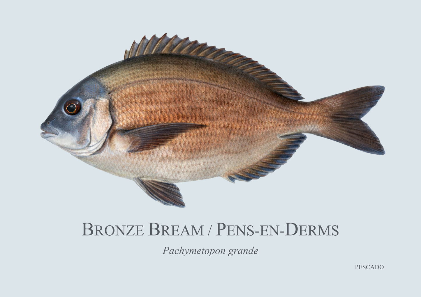 Bronze Bream