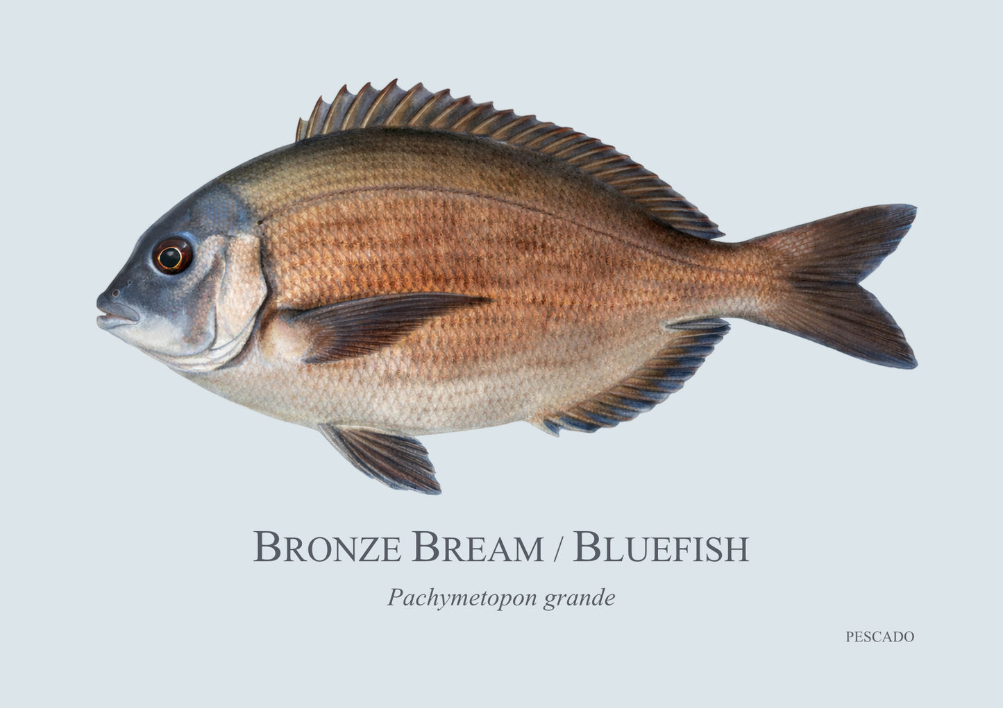 Bronze Bream