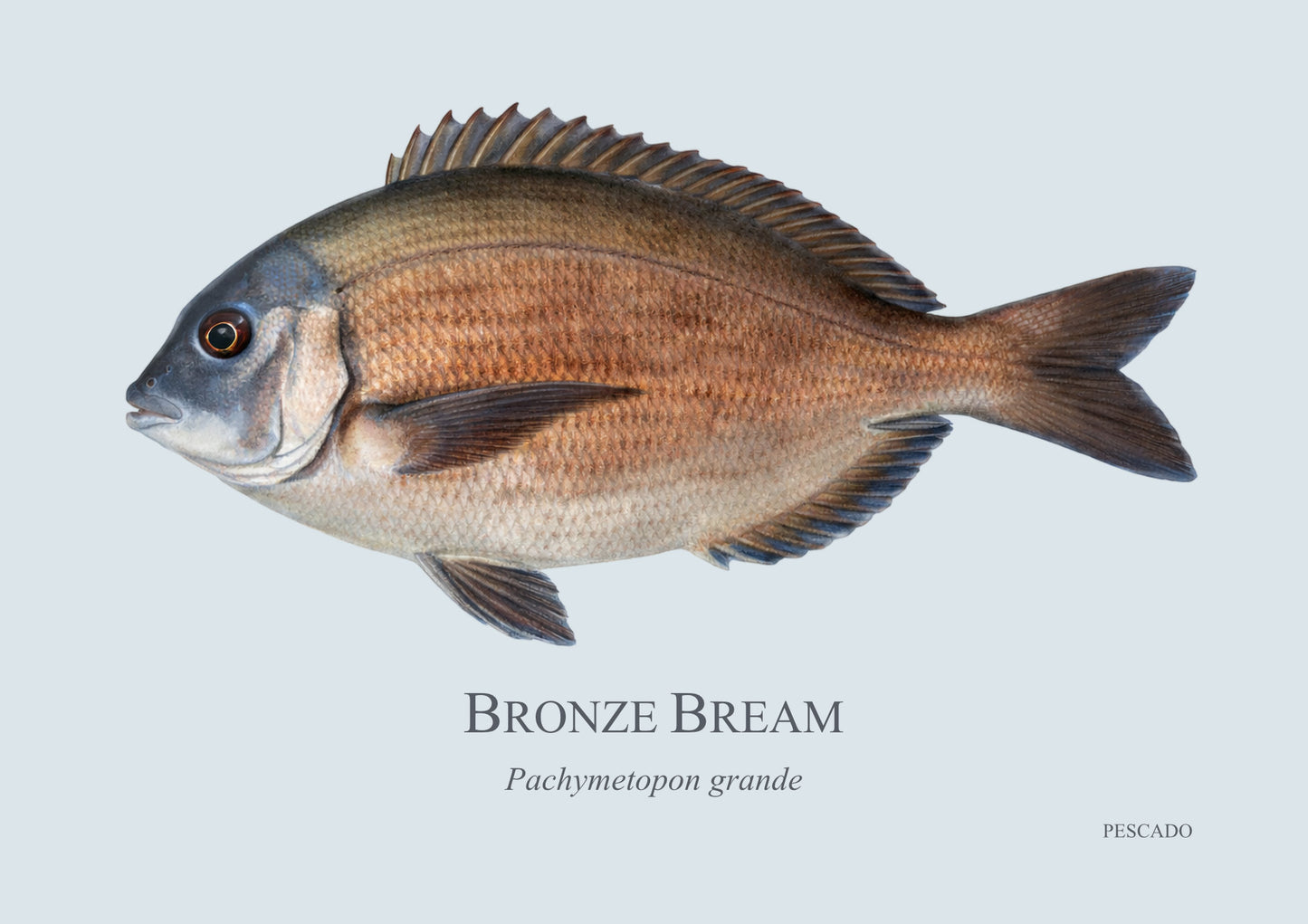 Bronze Bream