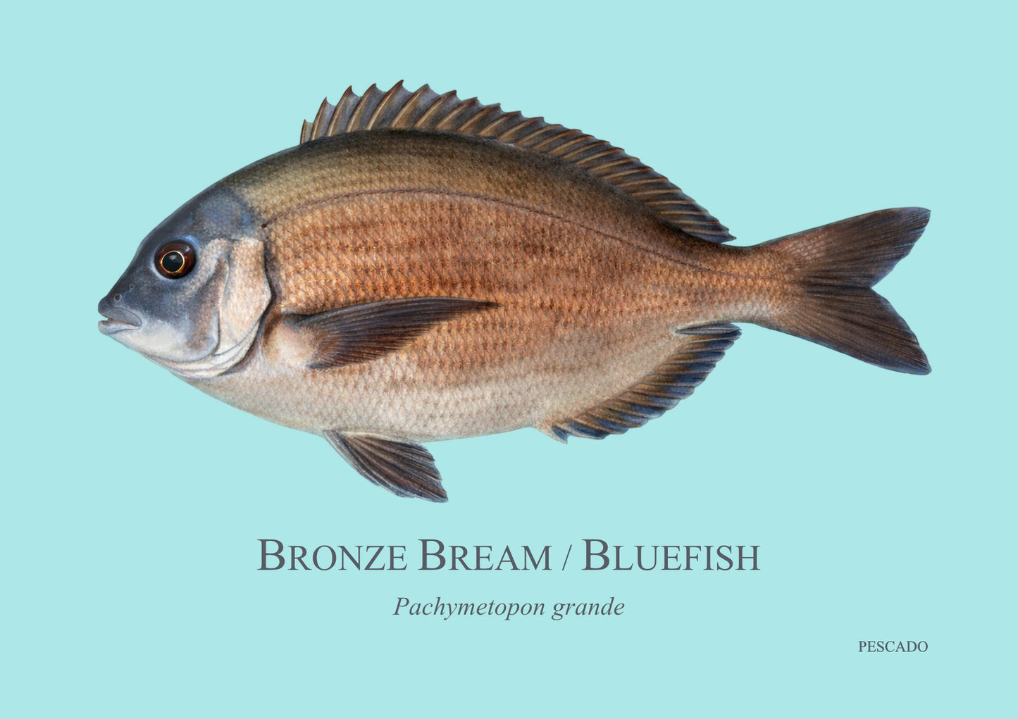 Bronze Bream