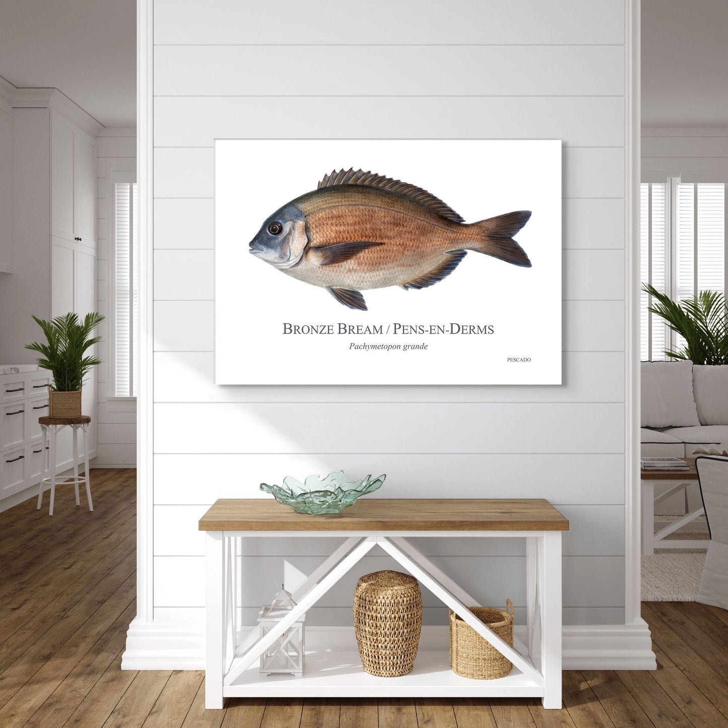 Bronze Bream