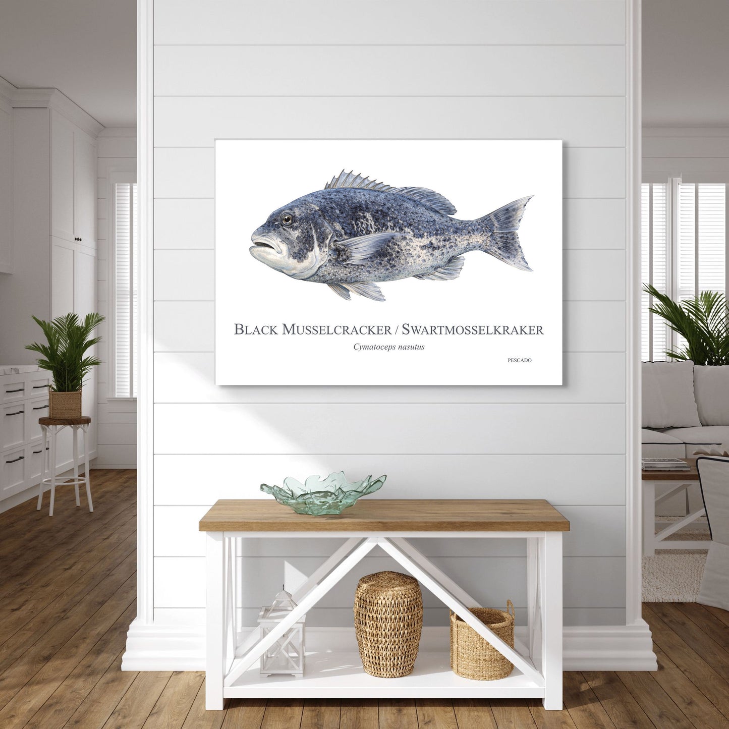 Black Musselcracker