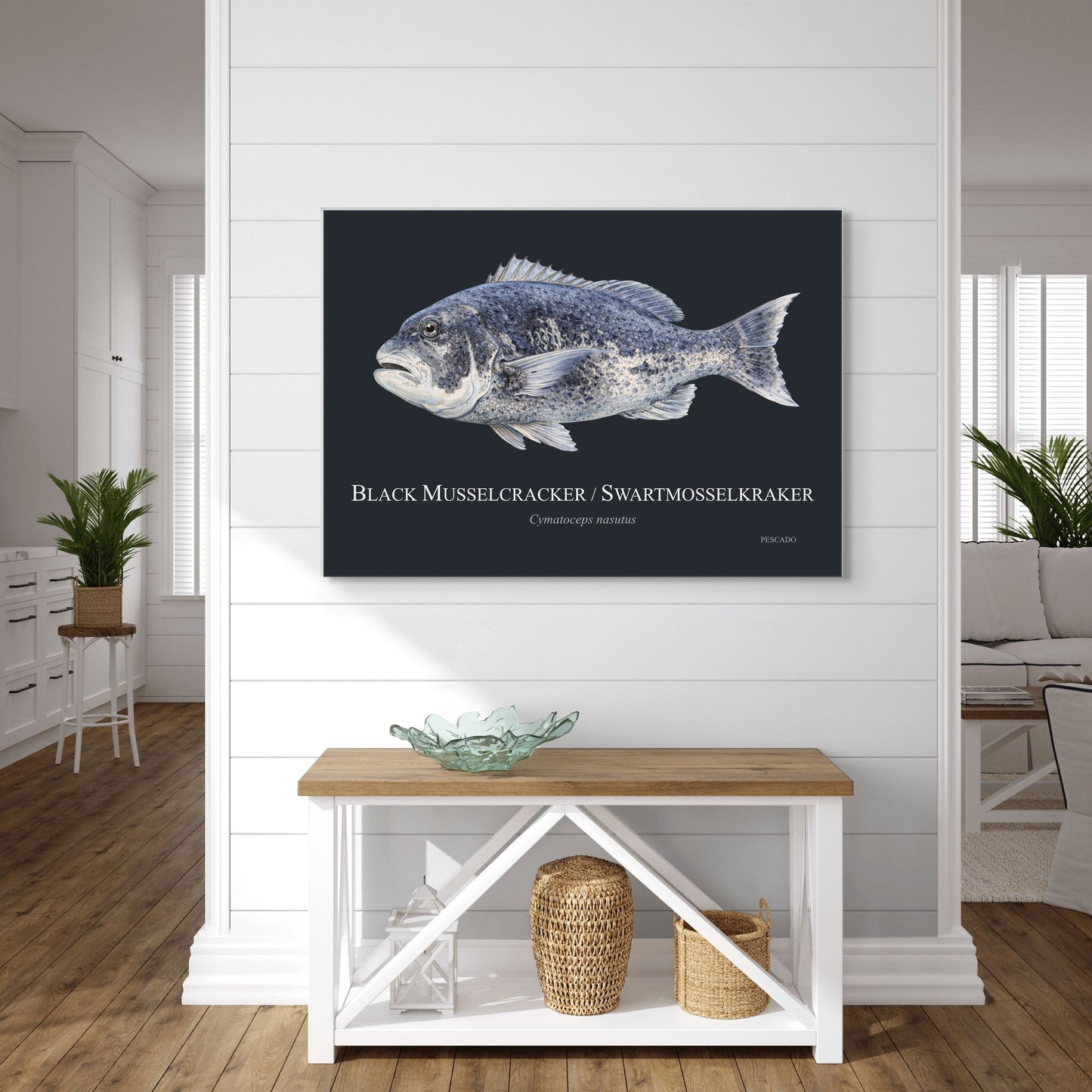 Black Musselcracker