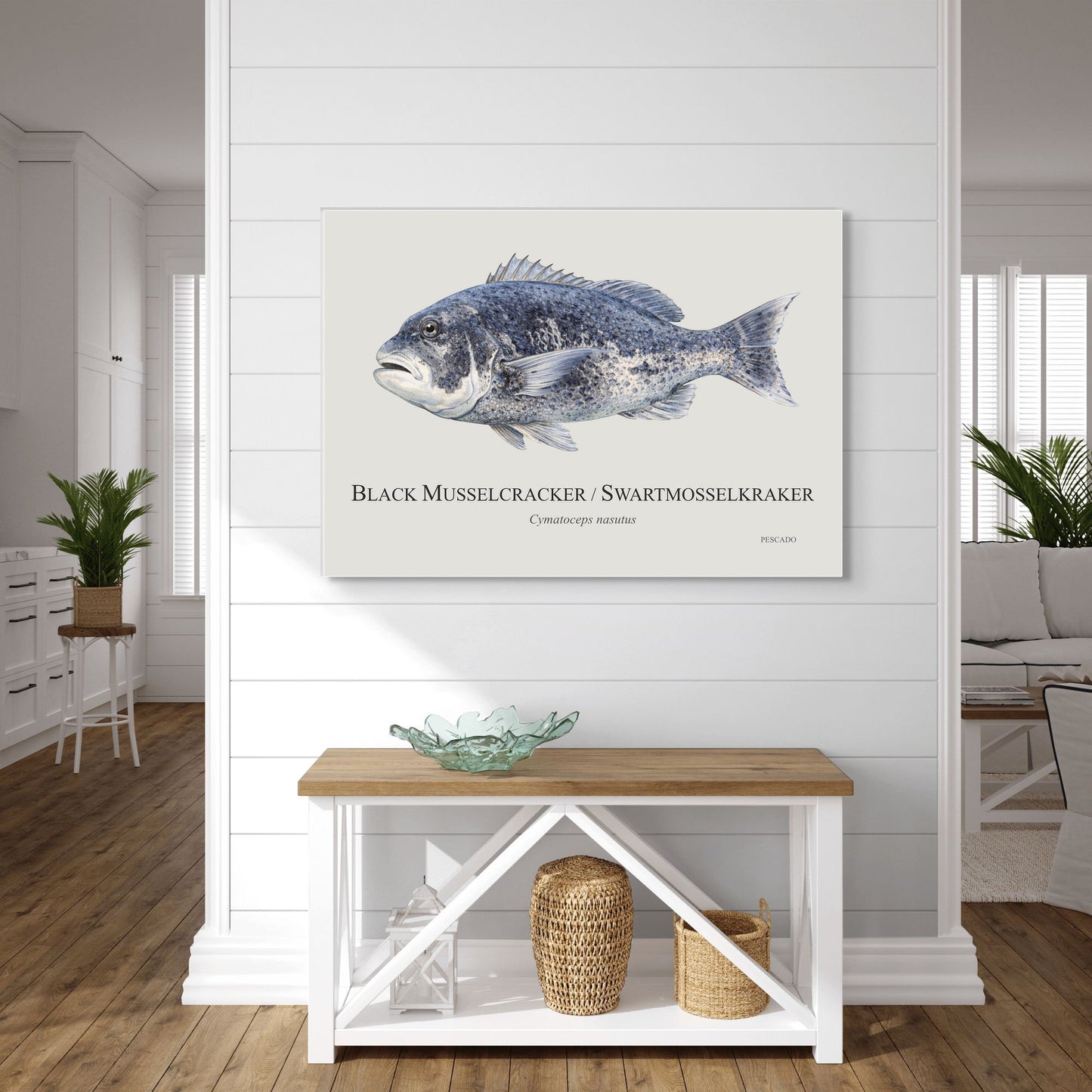 Black Musselcracker