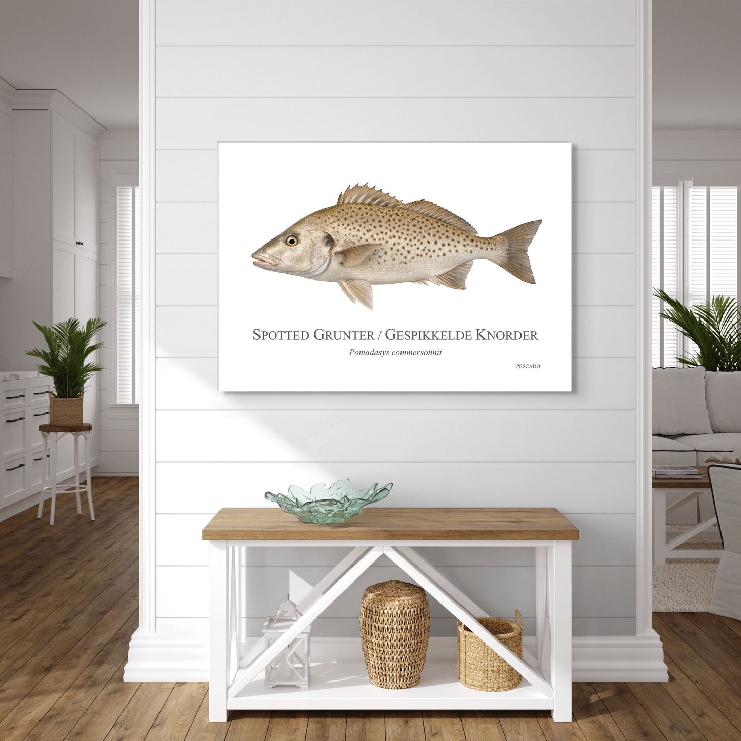 Spotted Grunter