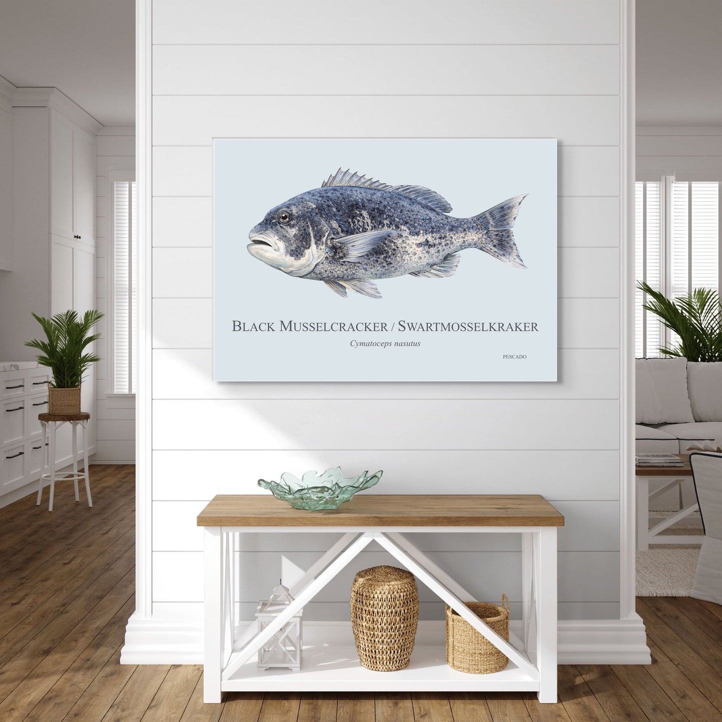 Black Musselcracker