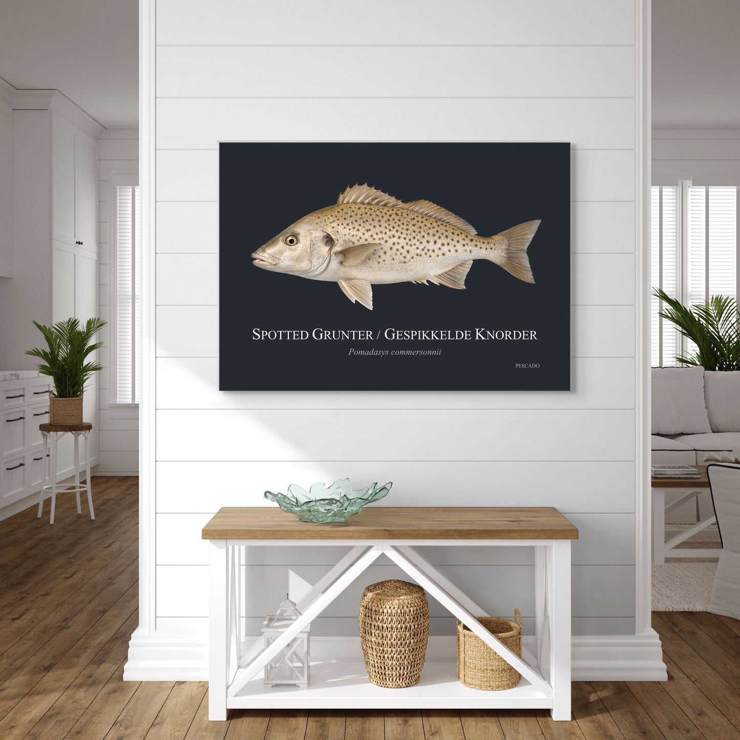 Spotted Grunter