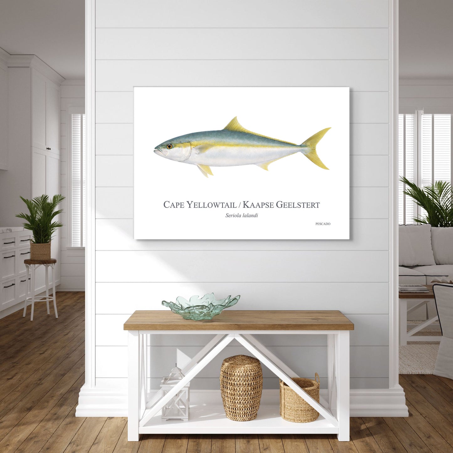 Cape Yellowtail