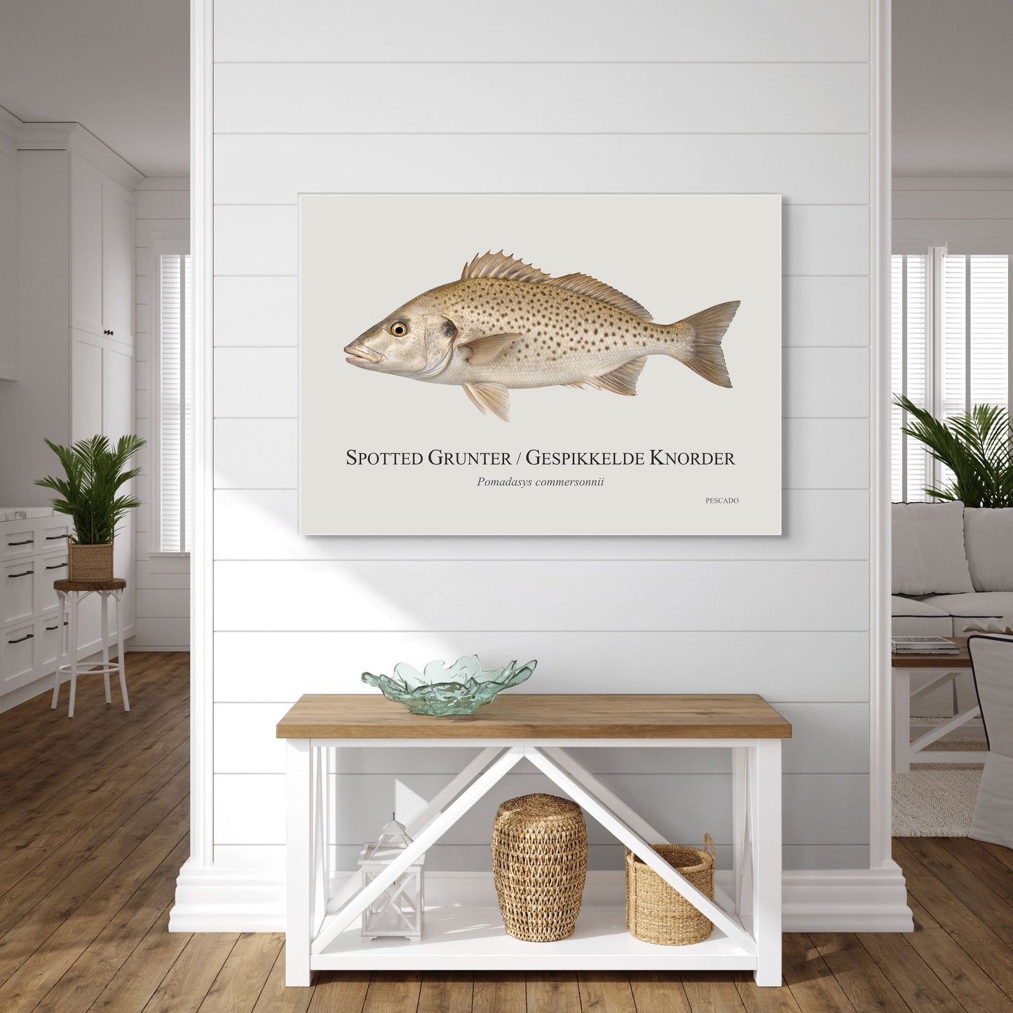 Spotted Grunter