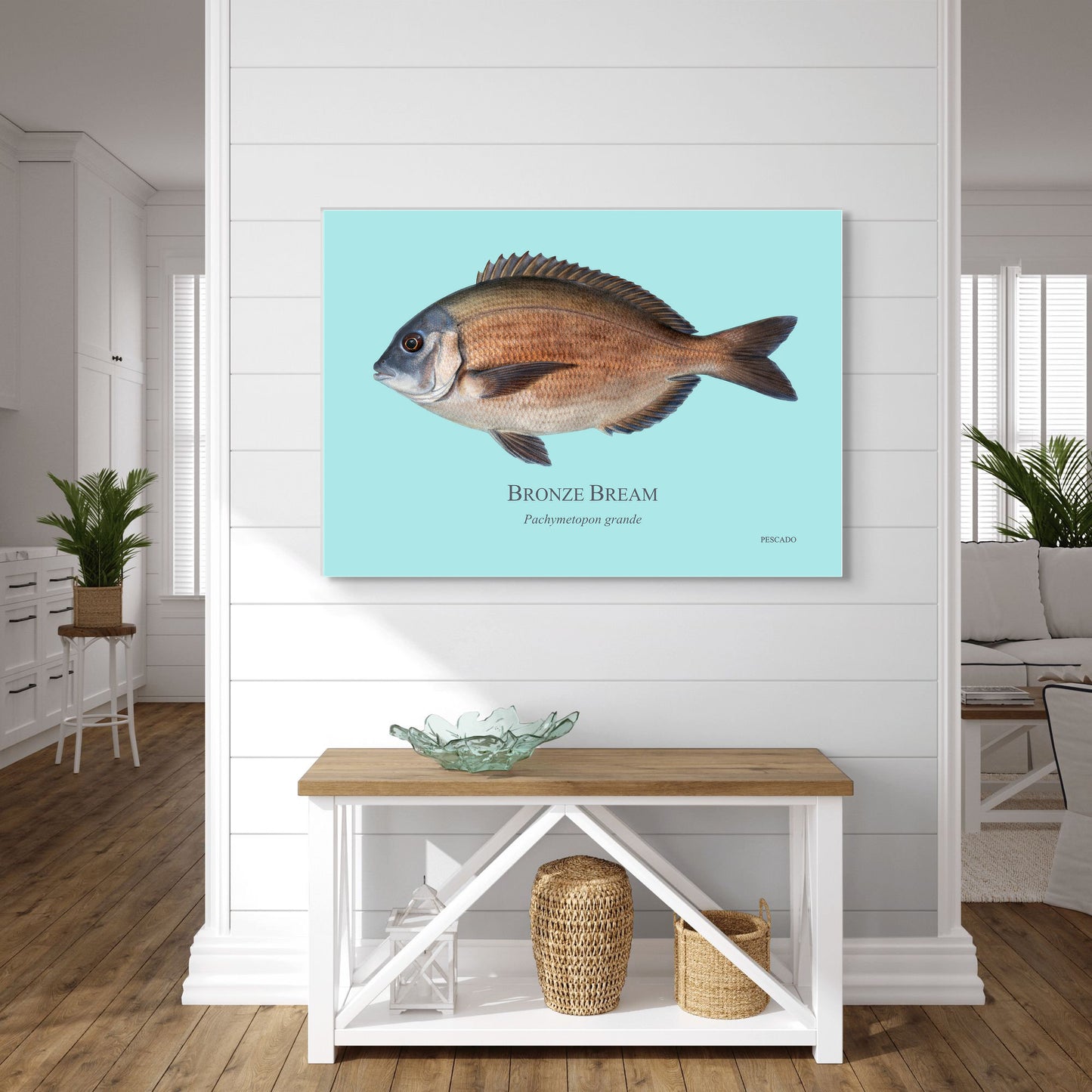 Bronze Bream