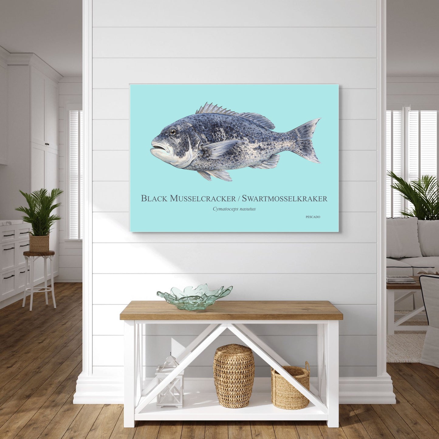 Black Musselcracker