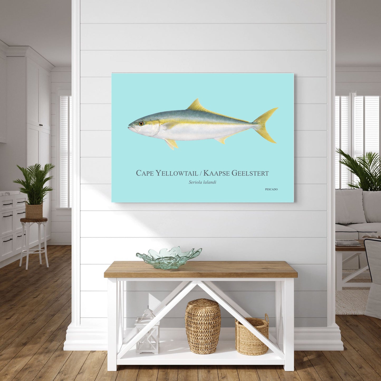 Cape Yellowtail