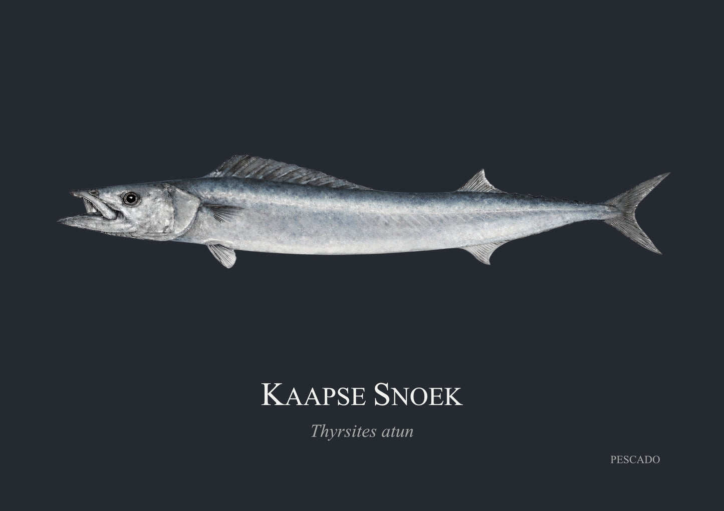 Cape Snoek
