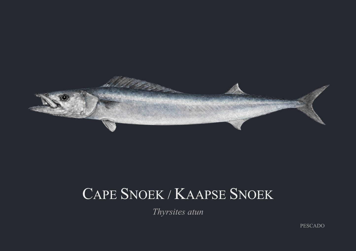 Cape Snoek