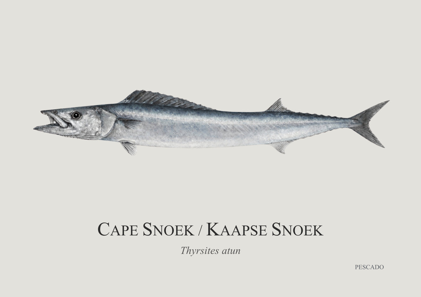 Cape Snoek