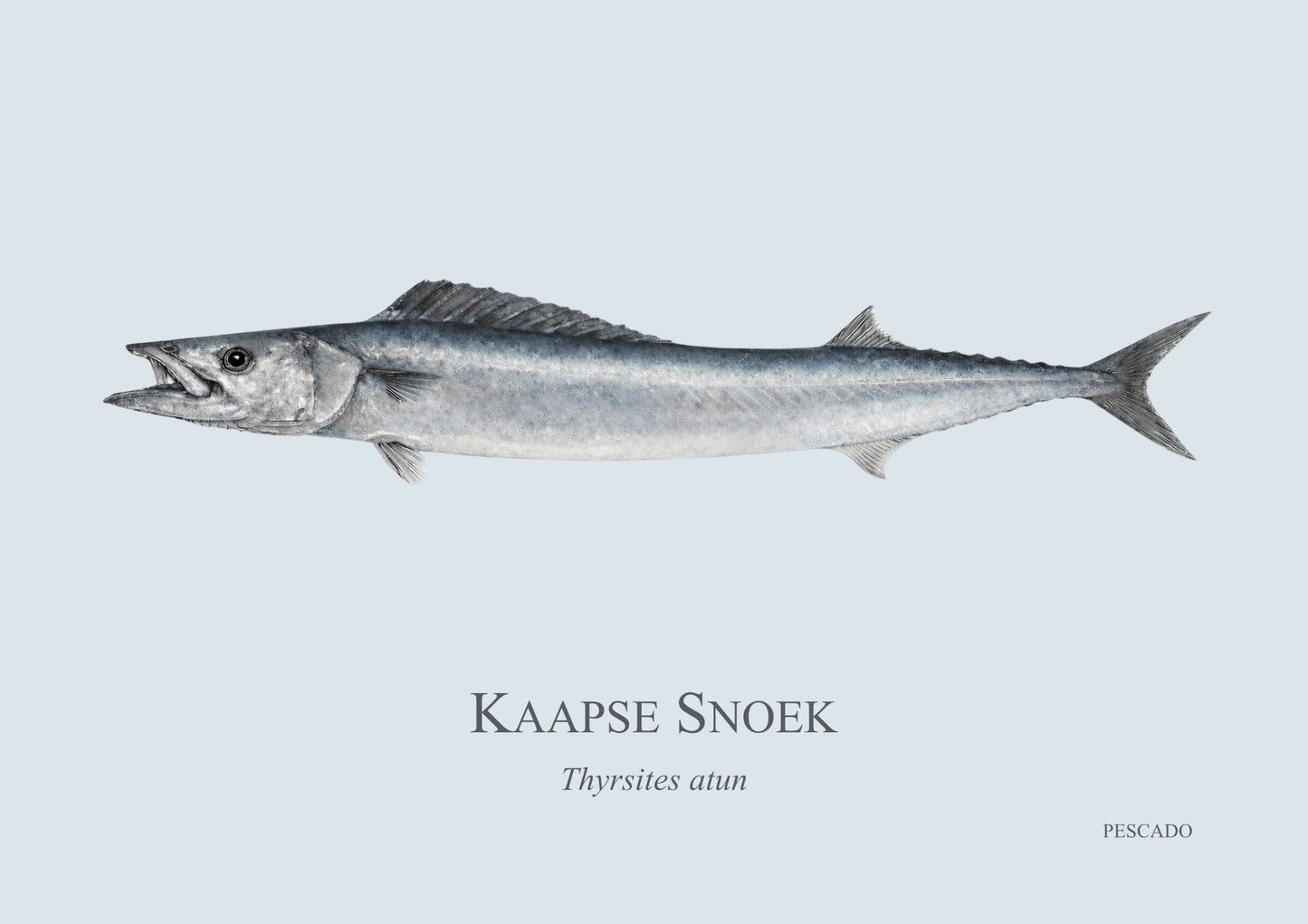 Cape Snoek