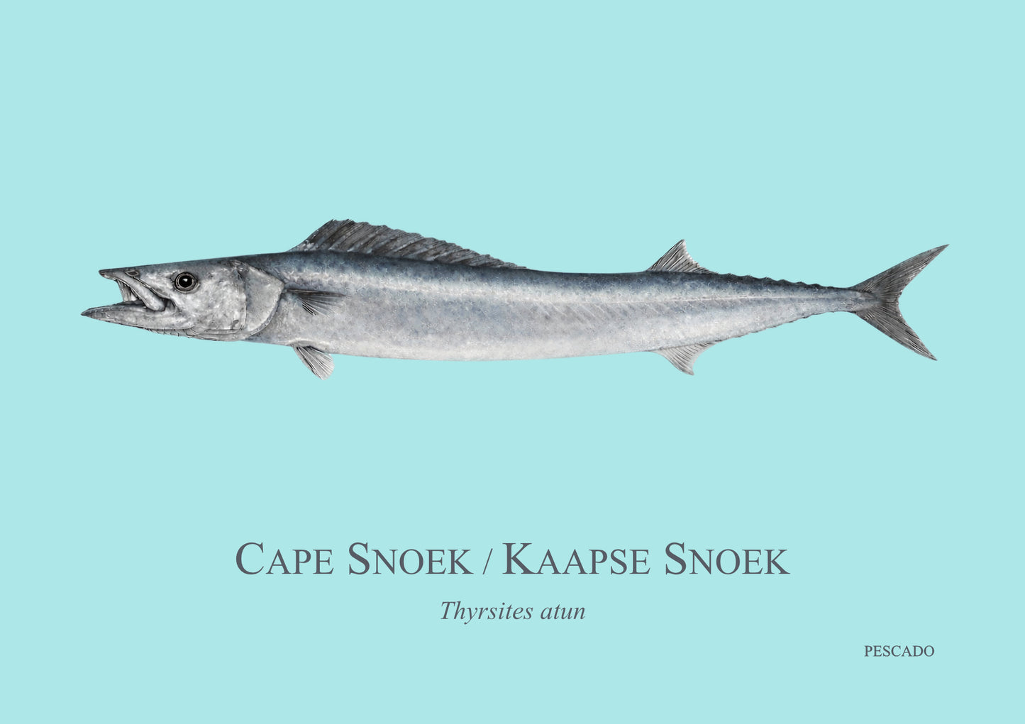 Cape Snoek