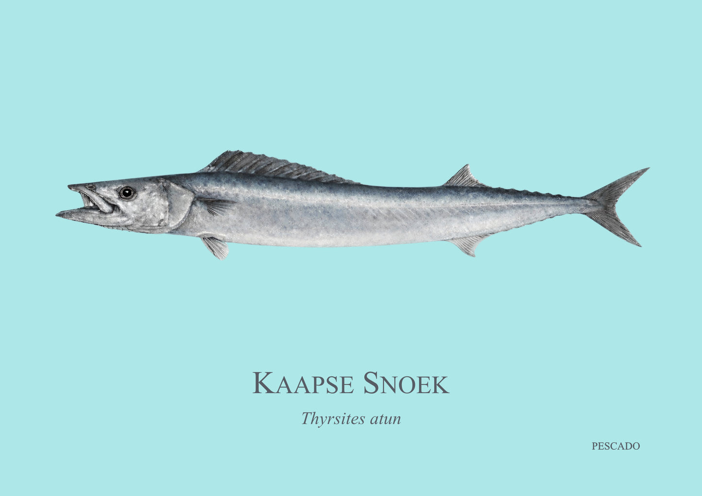 Cape Snoek