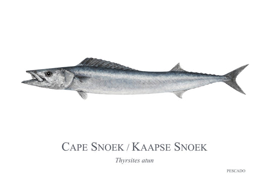 Cape Snoek