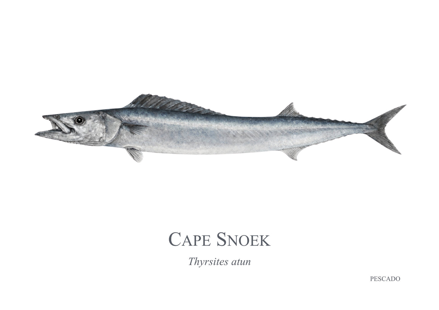 Cape Snoek