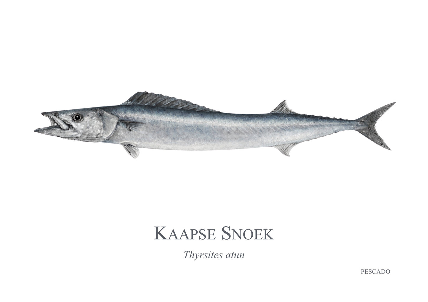 Cape Snoek