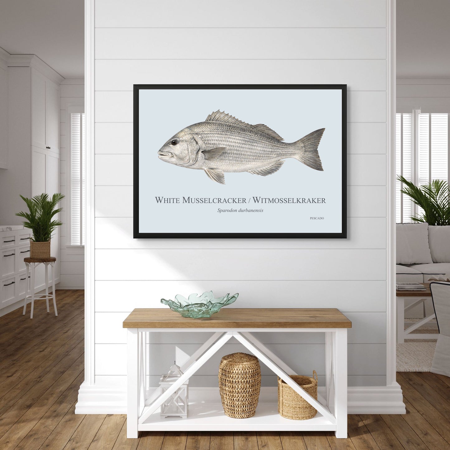 White Musselcracker
