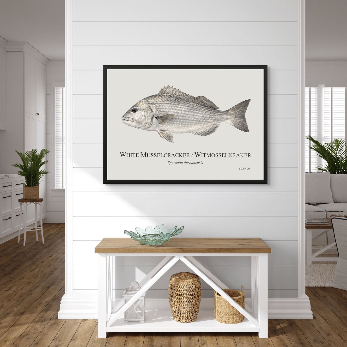 White Musselcracker