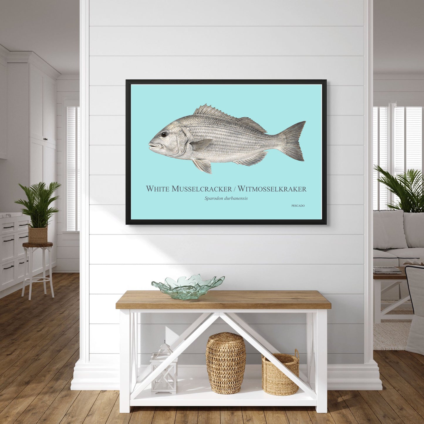 White Musselcracker