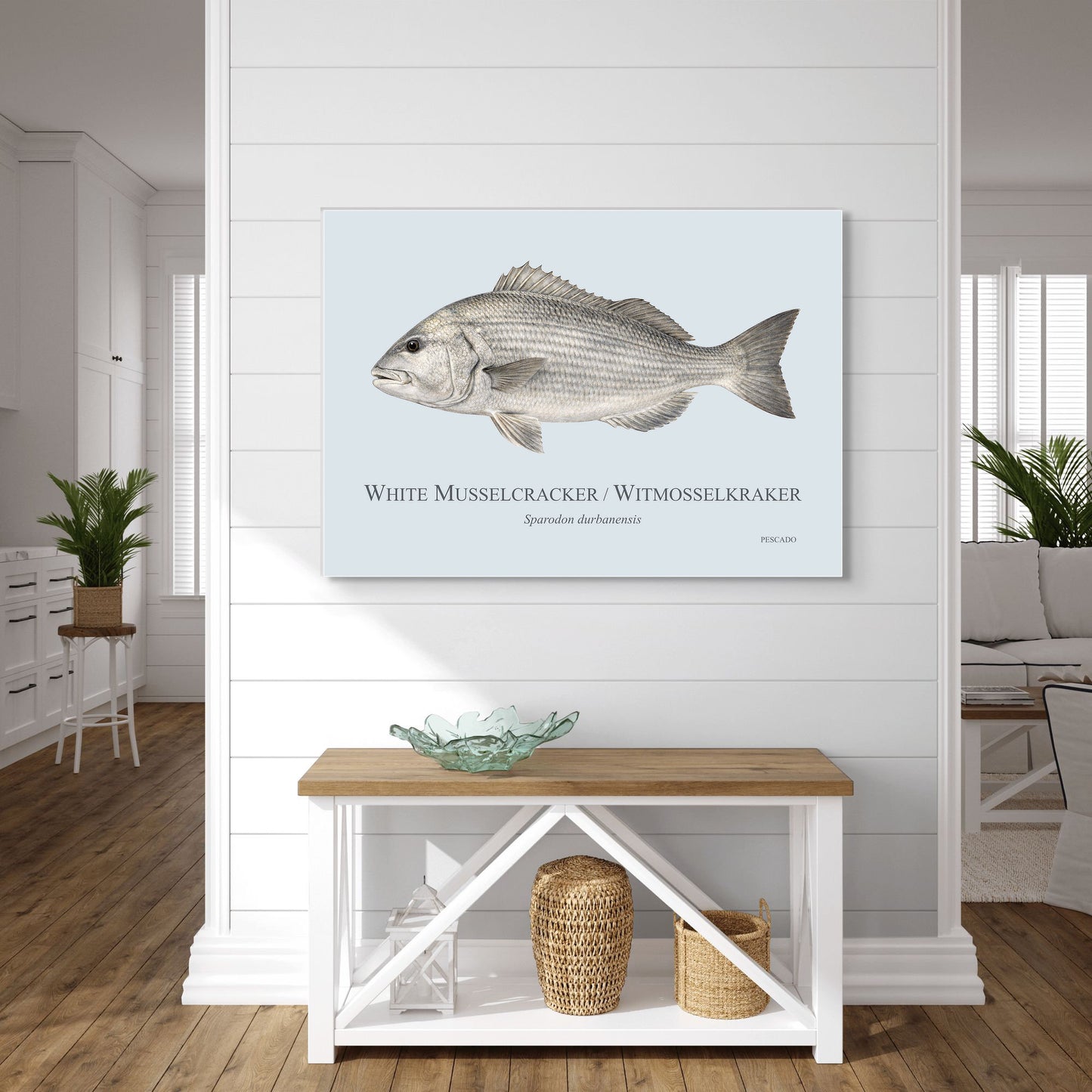 White Musselcracker