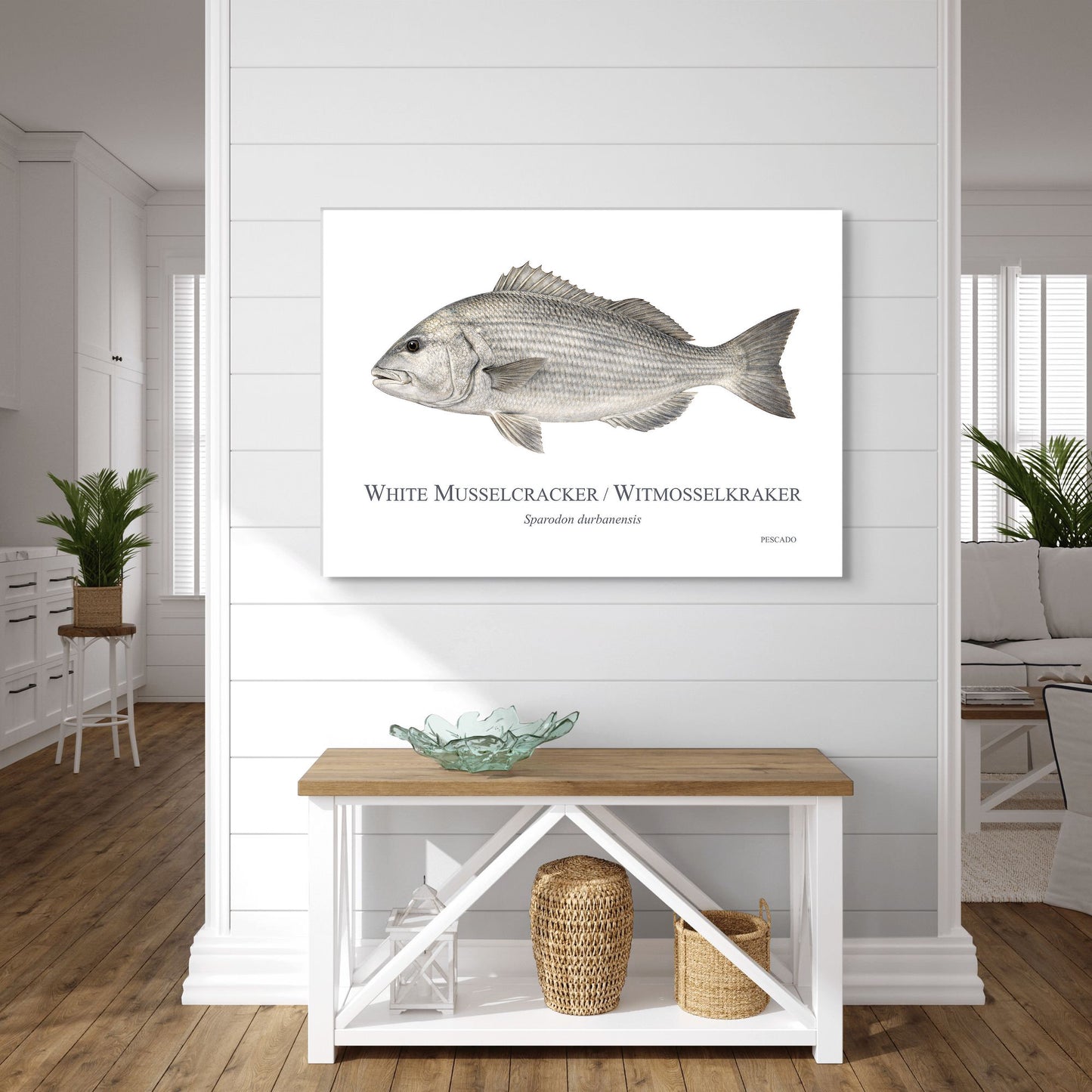White Musselcracker