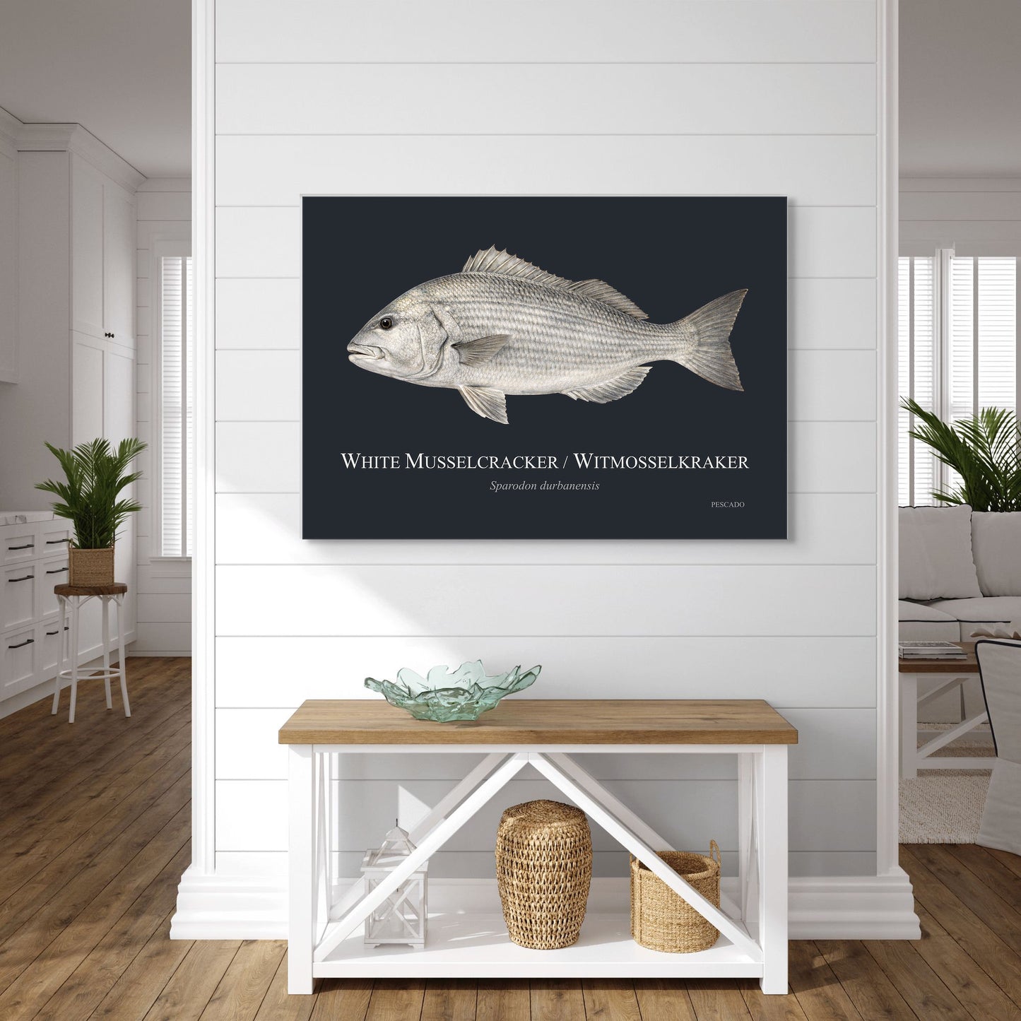 White Musselcracker