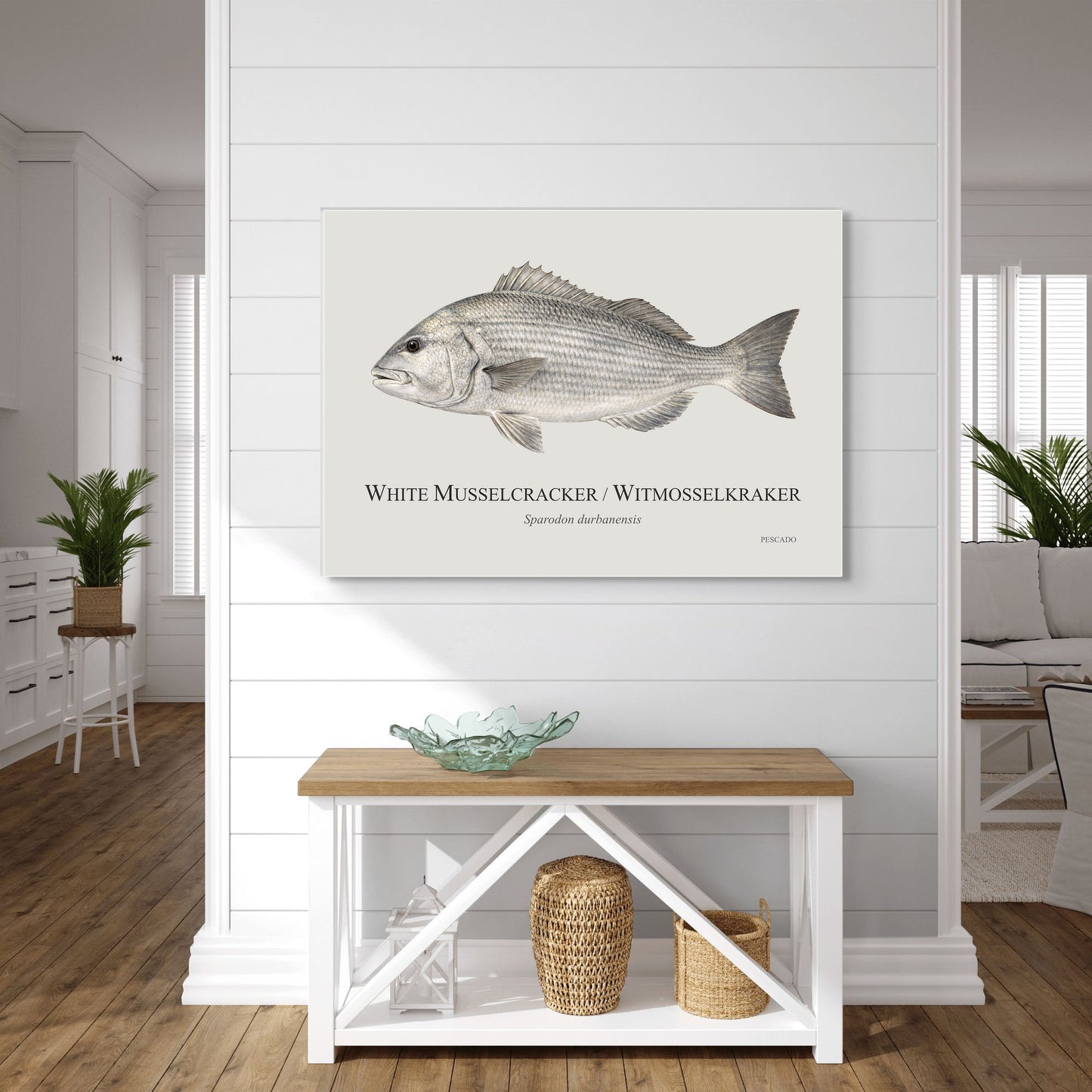 White Musselcracker