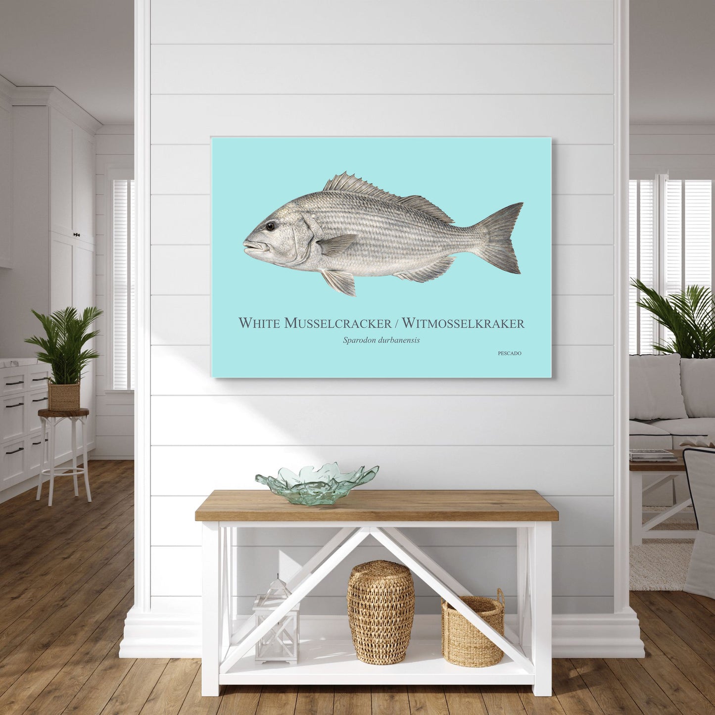 White Musselcracker