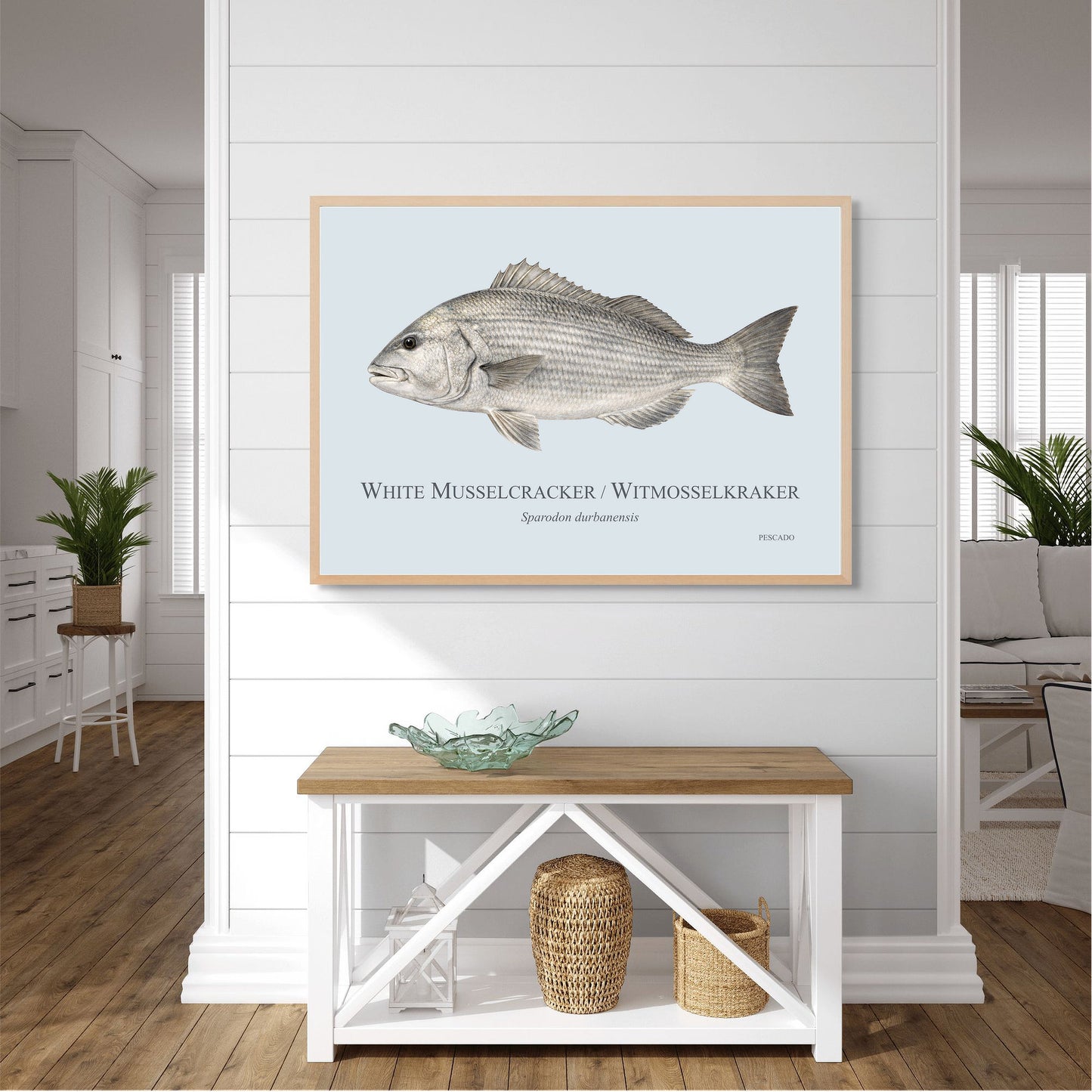 White Musselcracker